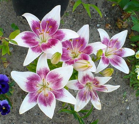 Lilies: Plant Care and Collection of Varieties - Garden.org