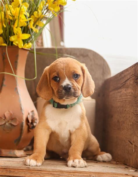 Puggle Puppies for Sale | Buckeye Puppies