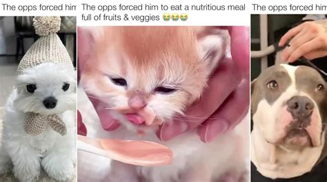 opps forced   opps forcing cats  dogs image gallery