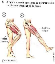 A figura a seguir apresenta os movimentos de flexão (a) e extensão (b ...