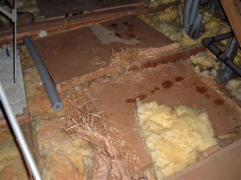 What Does A Rat's Nest Look Like • Pest-Tech Maidstone
