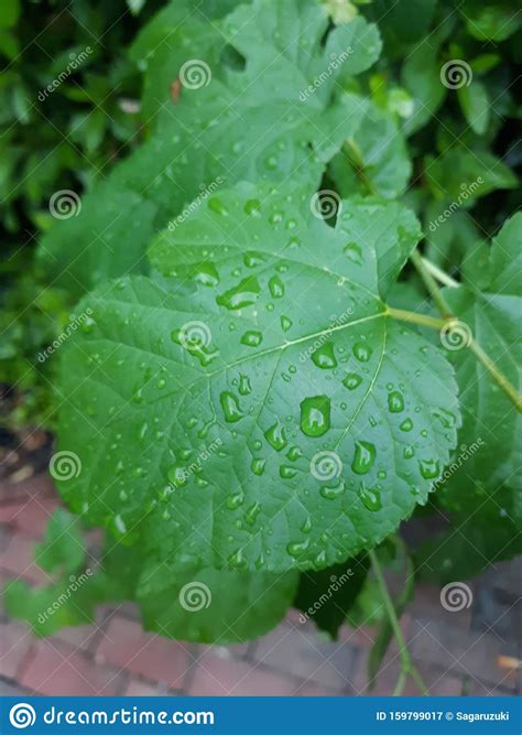 Ivy in the rain stock image. Image of garden, nature - 159799017