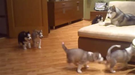 Cute Husky Puppies Play With Their Mum In The Most Adorable Way | HuffPost UK Comedy