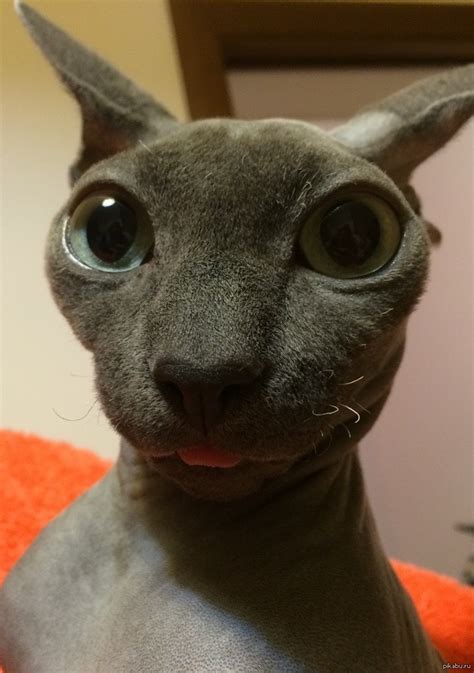 Мой кот:) | Пикабу