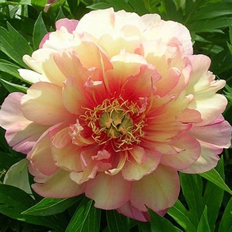 Пион Ито Джулия Роуз (Paeonia Itoh Julia Rose) — Садовое ателье СвеЖеНика
