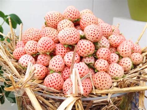 Лучшие сорта клубники для Подмосковья | Красивый Дом и Сад