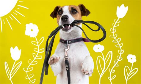 Dog Images Pictures