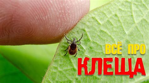 Про клеща: укус клеща, энцефалит, боррелиоз, прививки, защита от укуса ...