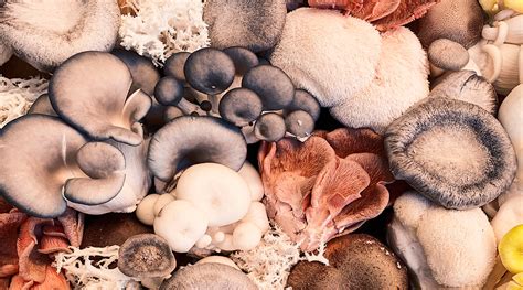 Fruiting Bodies and Their Importance – Forage Hyperfoods