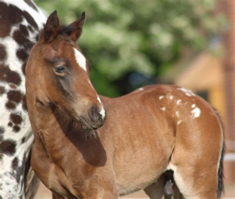 2017 Appaloosa Foals Being Foals.... - Red Heart Appaloosas