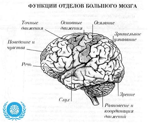 Головной мозг — Строение и функции, описание и задачи головного мозга