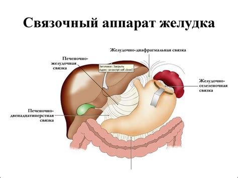 Топографическая анатомия и оперативная хирургия желудка - презентация ...