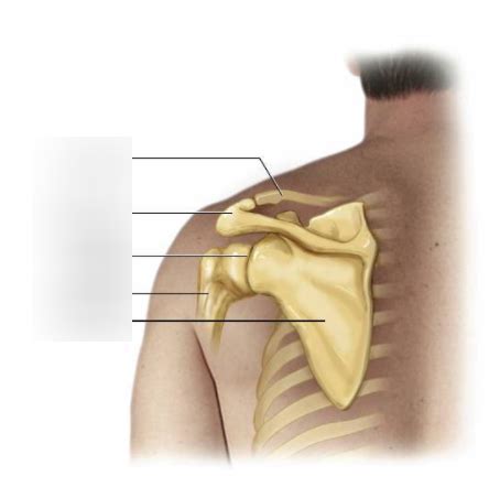 bones   shoulder diagram quizlet