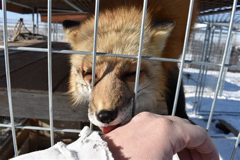 Fluffy Fox Thread 2019 - The Even more Floof Edition | GBAtemp.net ...