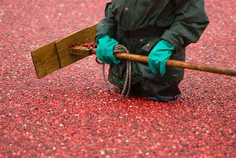 Cranberries Farm Stock Photos, Pictures & Royalty-Free Images - iStock