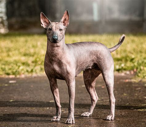 Xoloitzcuintle Rasseportrait | HUNTER Magazin