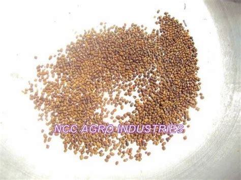 Ncc Indigofera Tinctoria Seeds, For Dye Manufacturing at Rs 200 ...