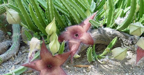 Carrion flowers exude scent for flies