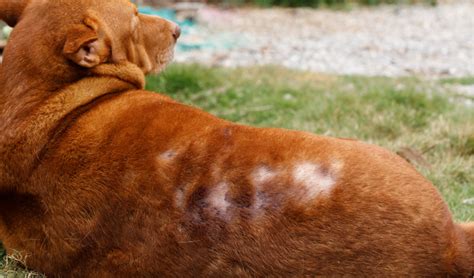 how to cure alopecia in dogs