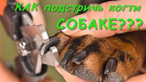 Как Подстричь Когти Собаке? Стрижка Когтей Когтерезом - YouTube