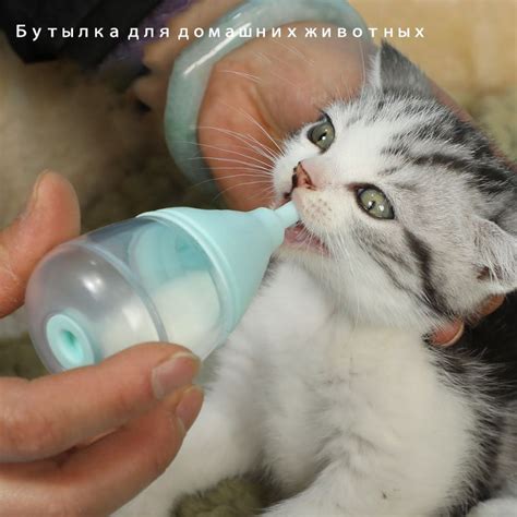 Бутылочка для кормления котенка - купить с доставкой по выгодным ценам ...