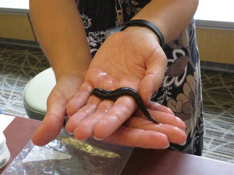 New Bloodsucker Is Discovered: First North American Medicinal Leech ...