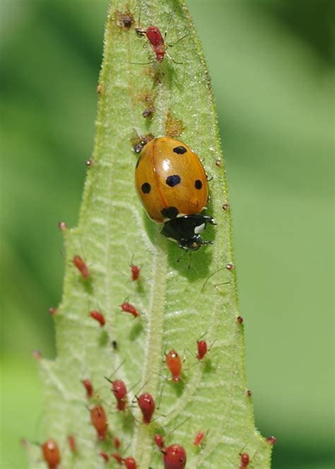 spotted ladybug field station