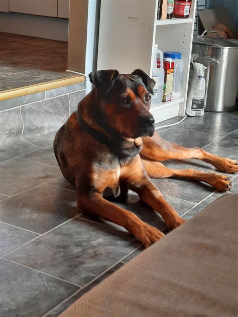 pitbull rottie mix 8