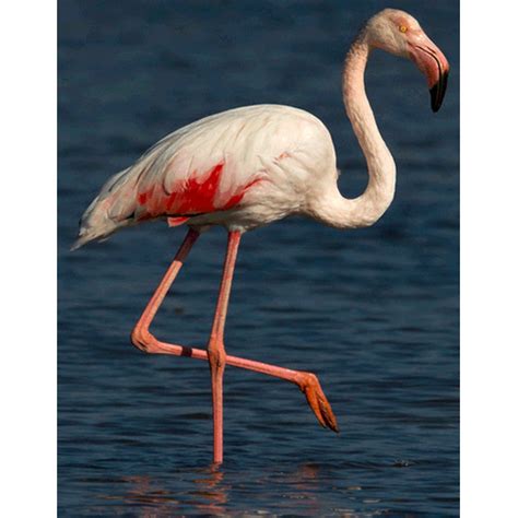 Фламинговые (Phoenicopteridae) | LifeCatalog