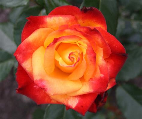 rozen | Theerozen