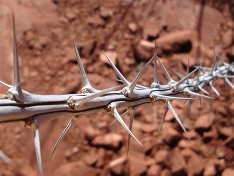banco de imagens natureza ramo spiky espinhoso afiado cerca