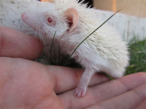 PEQUEÑO MUNDO ANIMAL: Erizo africano enano