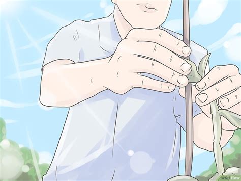 WikiHow: Как выращивать ваниль