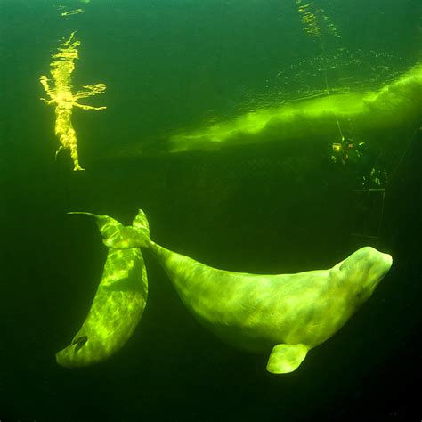 Meridianos: Nadando desnuda entre belugas
