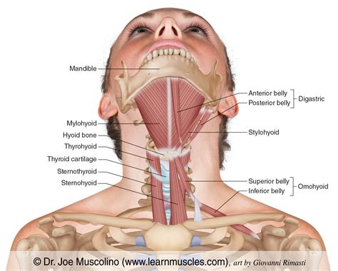 Anatomy Of Human Hyoid Bone And Muscles, Anterior, 50% OFF