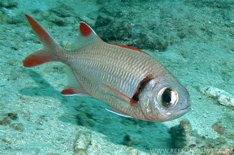 Myripristis kuntee