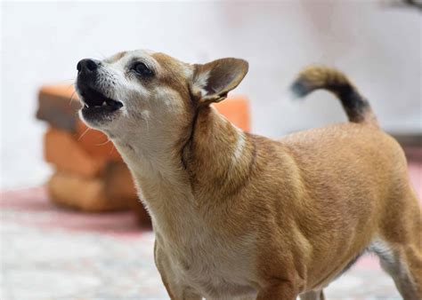 Why Dogs Bark - furrkids.blog