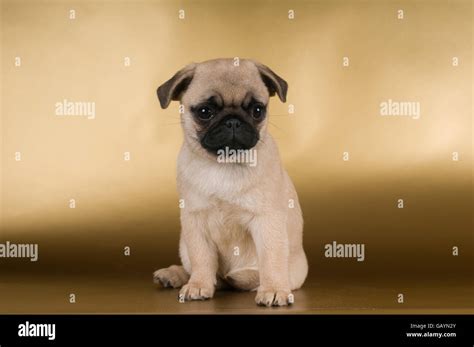 Pug puppy on golden background Stock Photo - Alamy