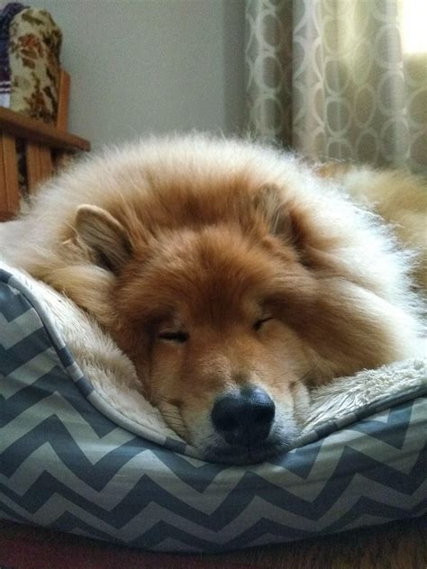 24 best r/eurasier images on Pholder | This blackfluff is coming home ...