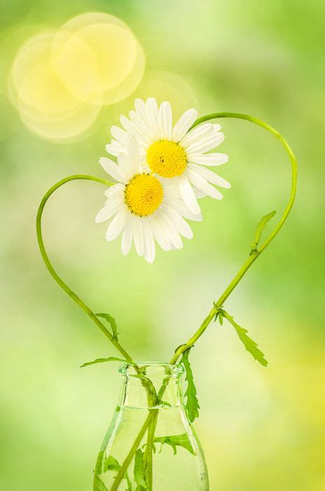 daisy love | Papatyalar, Egzotik çiçekler, Kır çiçekleri