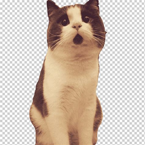 белый и черный, кот Banye удивлен, глядя вверх, животные, кошки png ...
