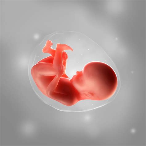 27. Schwangerschaftswoche (27. SSW): Alle Infos | Eltern.de
