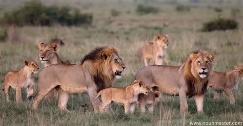 Collective Noun for Lions: Revealing the Majestic Term