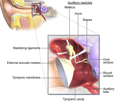 Anatomy of middle ear | Download Scientific Diagram