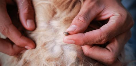lyme disease  dogs stages  victoria gregory blog