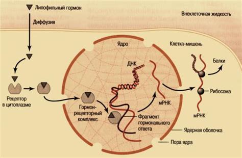 МЕХАНИЗМ ДЕЙСТВИЯ ГЛЮКОКОРТИКОИДОВ НА УРОВНЕ КЛЕТОК–МИШЕНЕЙ