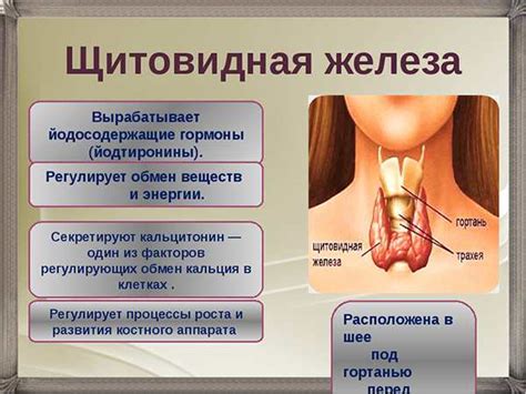 Кистозно солидное образование: как лечить патологии щитовидки