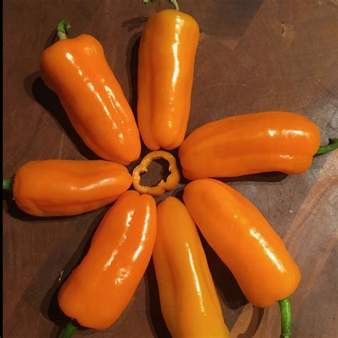 Pepper, Orange Picnic | Siskiyou Seeds