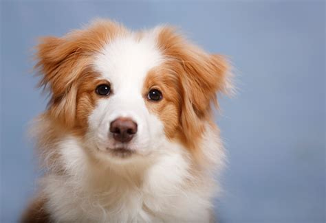 Waarom een hond goed is voor je gezondheid