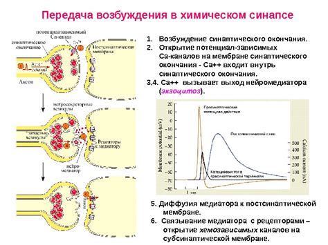 Изменение возбудимости во время потенциала действия Физиология